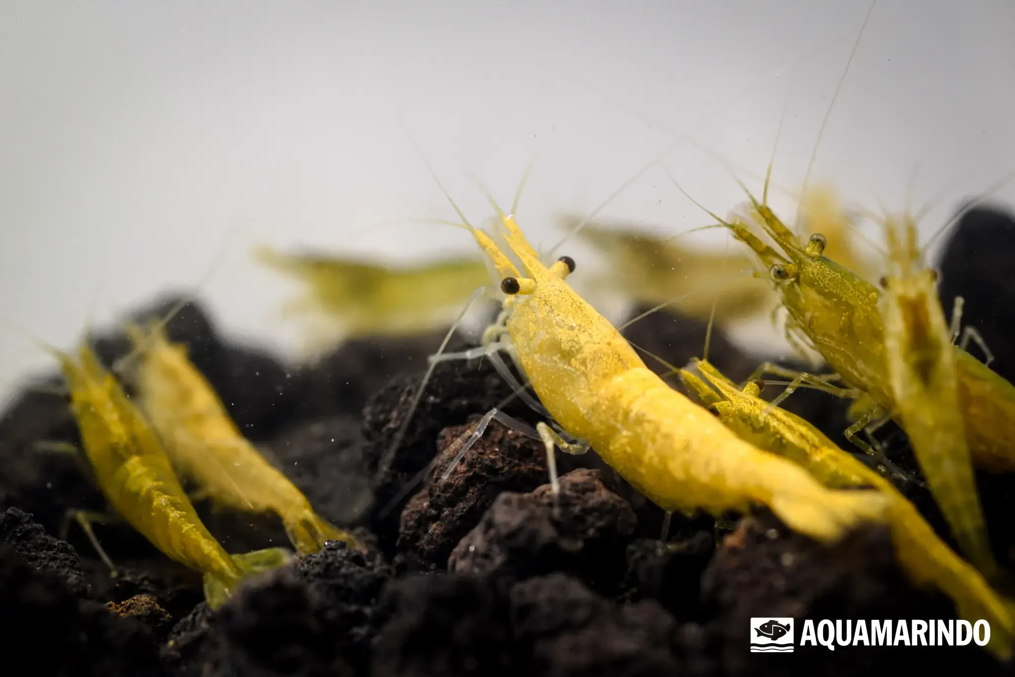 Close-up of several yellow shrimp on dark soil in an aquatic environment. The image features a logo of a fish in water in the bottom right corner with the text 'AQUAMARINDO'.