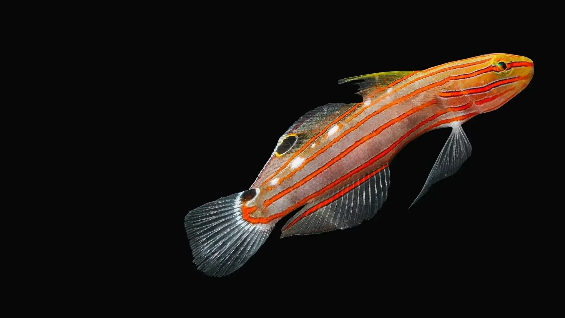 Colorful fish with orange, yellow, and gray stripes swimming against a black background.