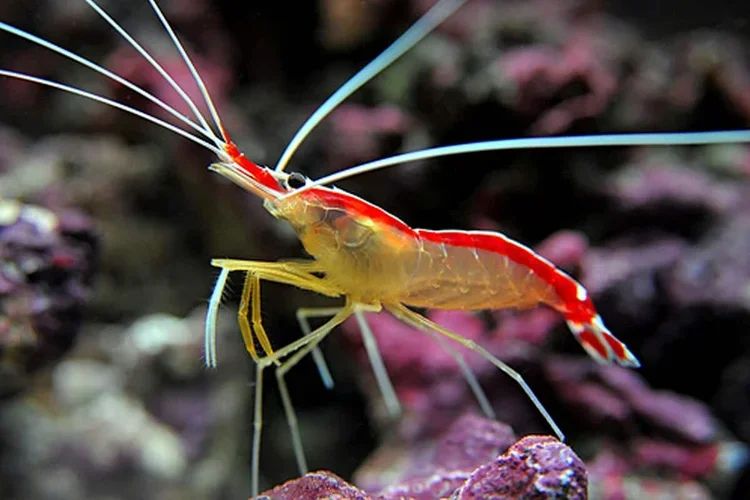A close-up of a red and yellow shrimp with long antennae on rocks.