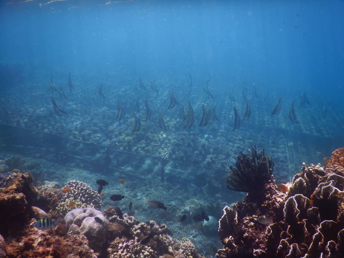 Underwater coral reef with schools of tropical fish in clear blue ocean water