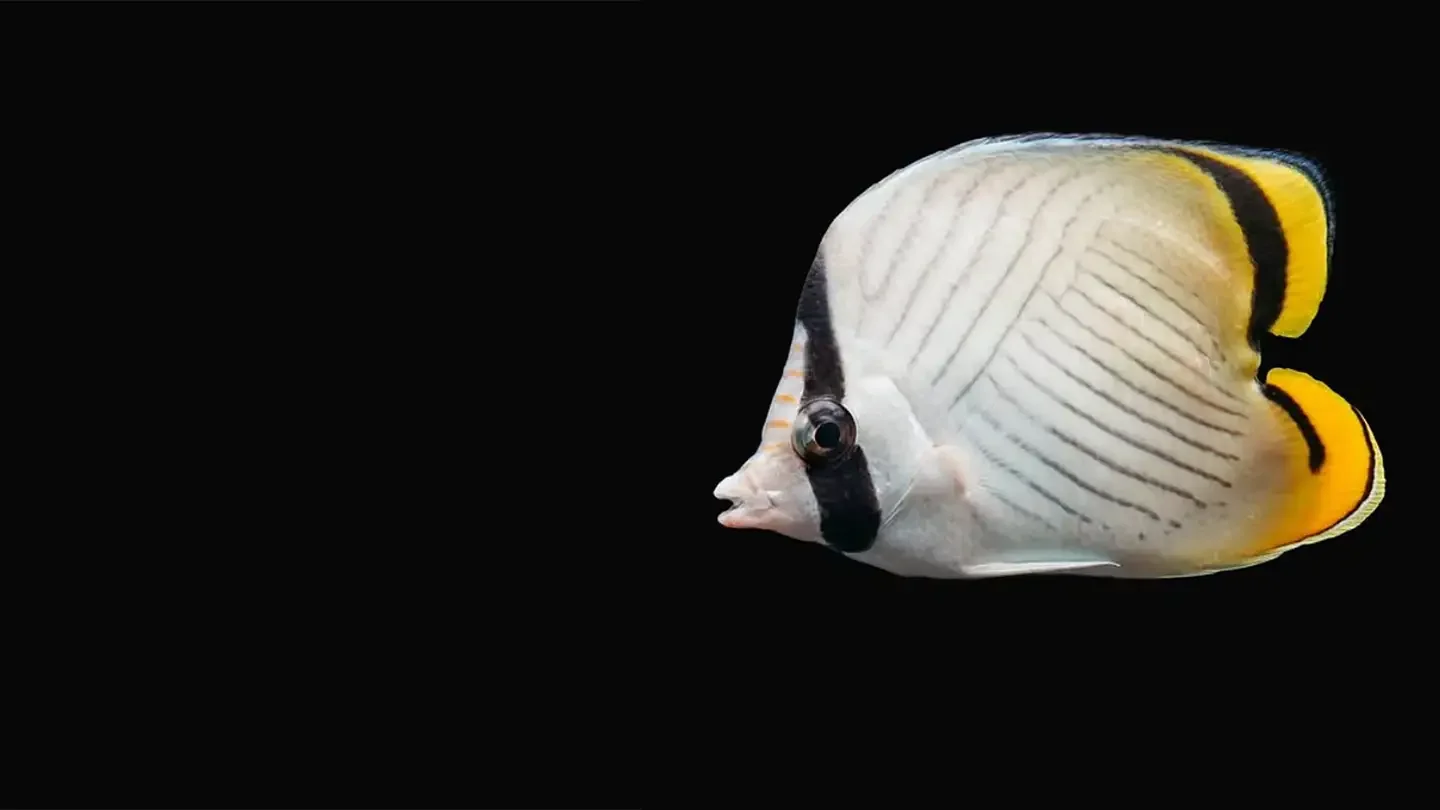 A close-up of a colorful angelfish with black, yellow, and white stripes swimming against a black background.