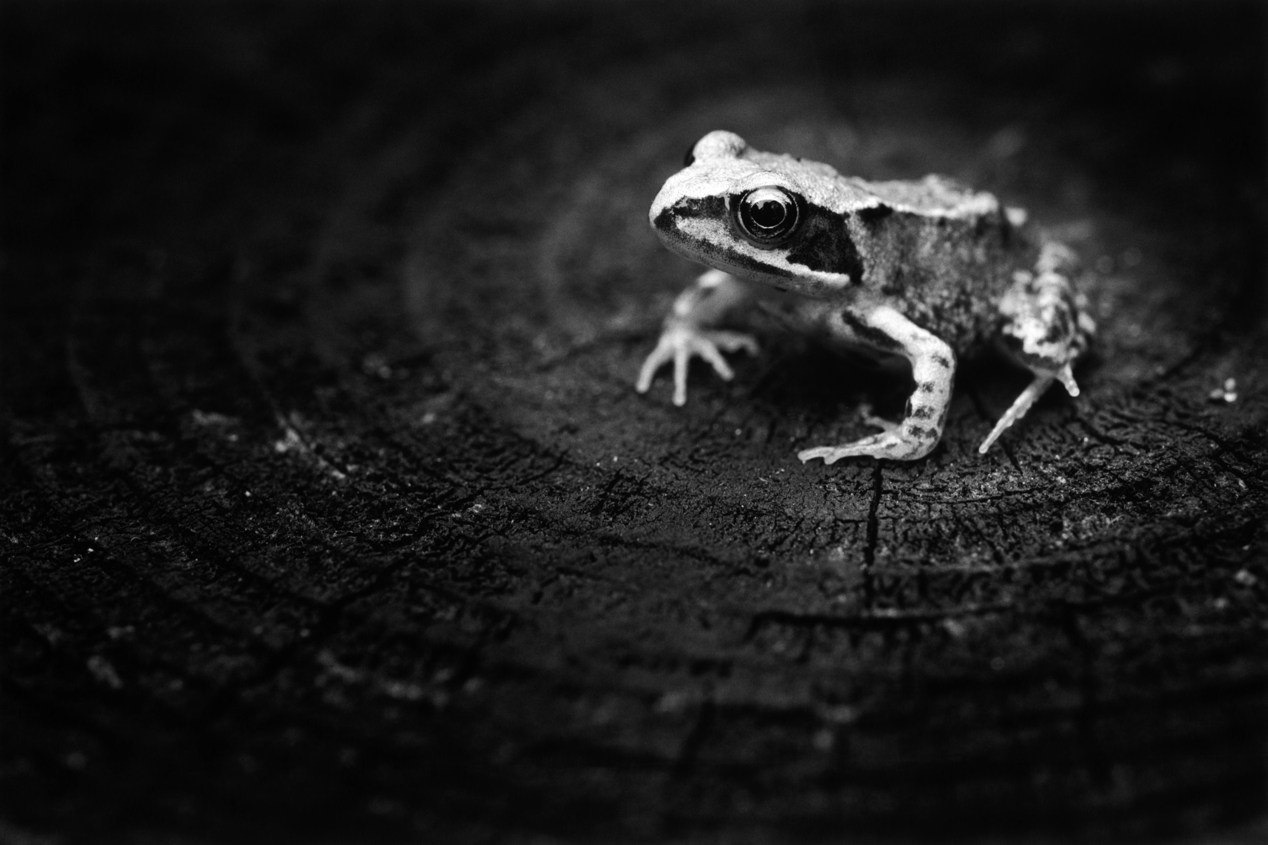 Sloss Froglet.jpg