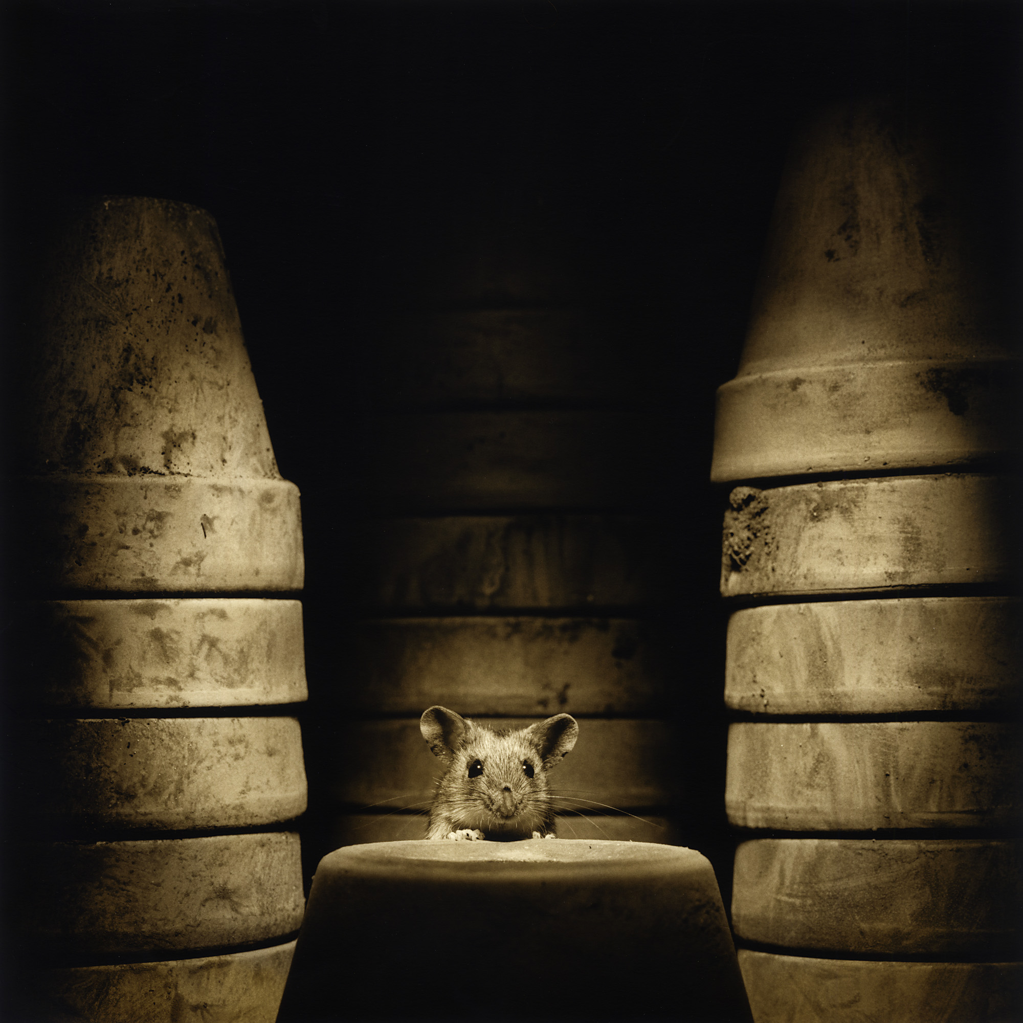 A wood mouse in my garage, taken on my old Hasselblad. The materials used include Ilford Delta 100 film in medium format, Ilford Multigrade Warmtone Fibre-based paper, Ilford chemicals, Fotospeed Sepia toner and a mouse, all of which are readily available.