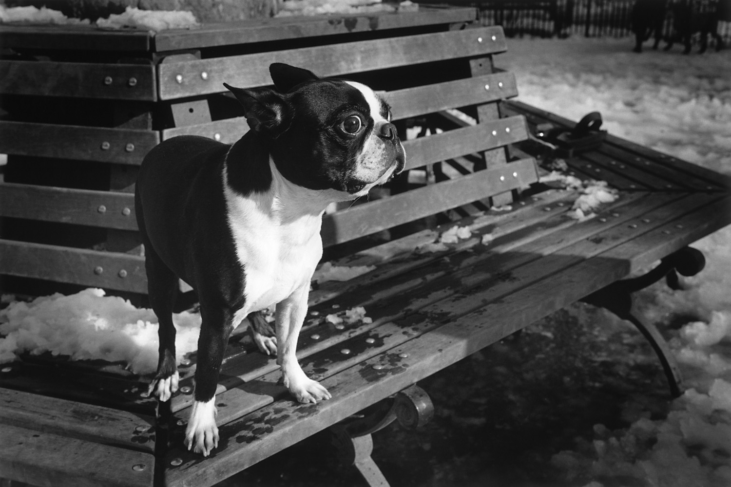 bostonterrier2_1500px.jpg