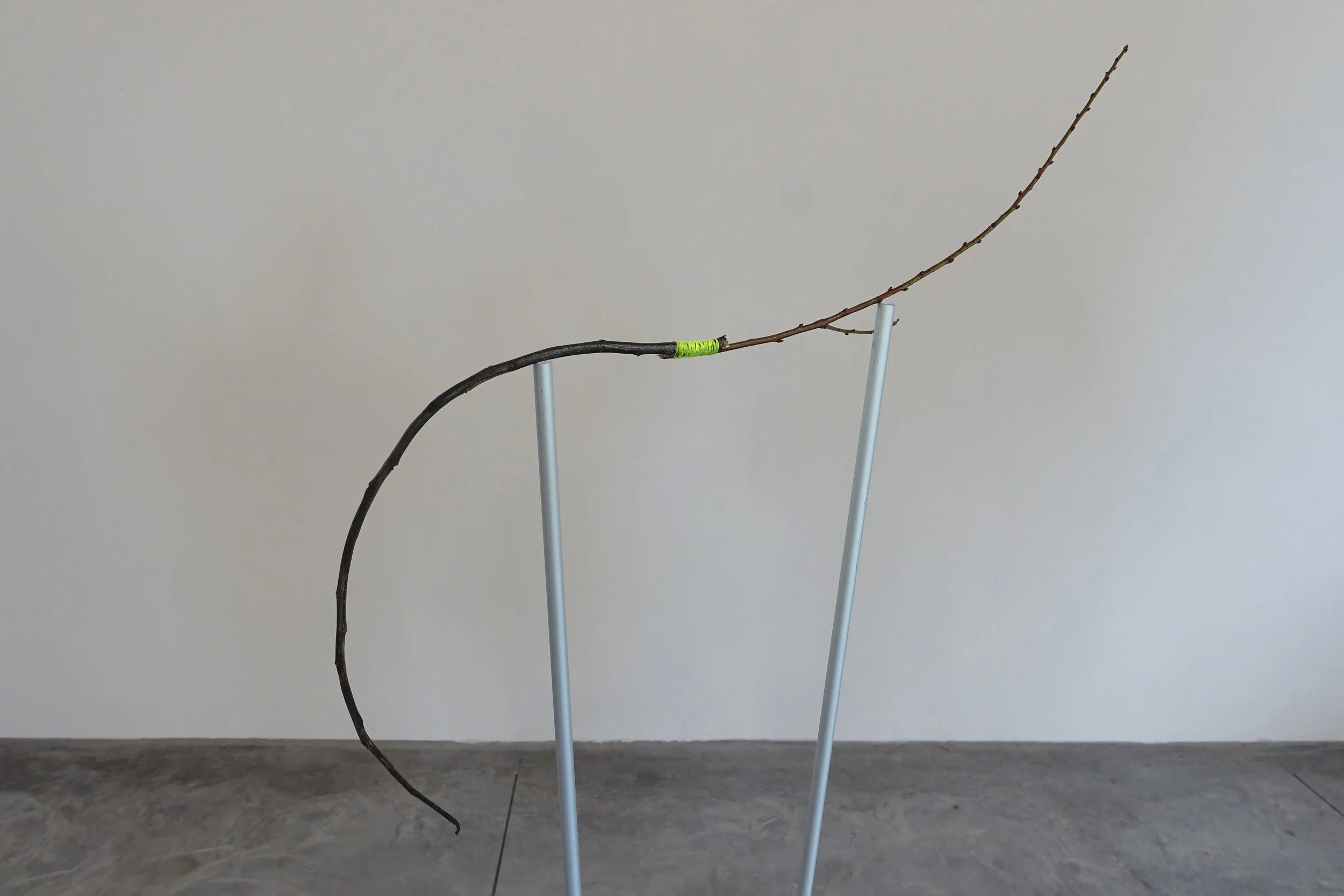 TIBERIO DSC06519.JPG