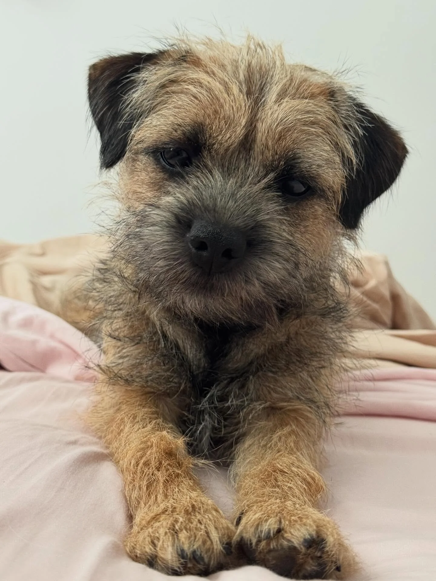 Sweetie is one today!!
This funny, stubborn, courageous, playful, opinionated dog is one! When I got her last year, I had forgotten what puppies were like. I imagined cuddly, smoochy, fun little bundles of joy. What I got was a crazy gremlin with pir