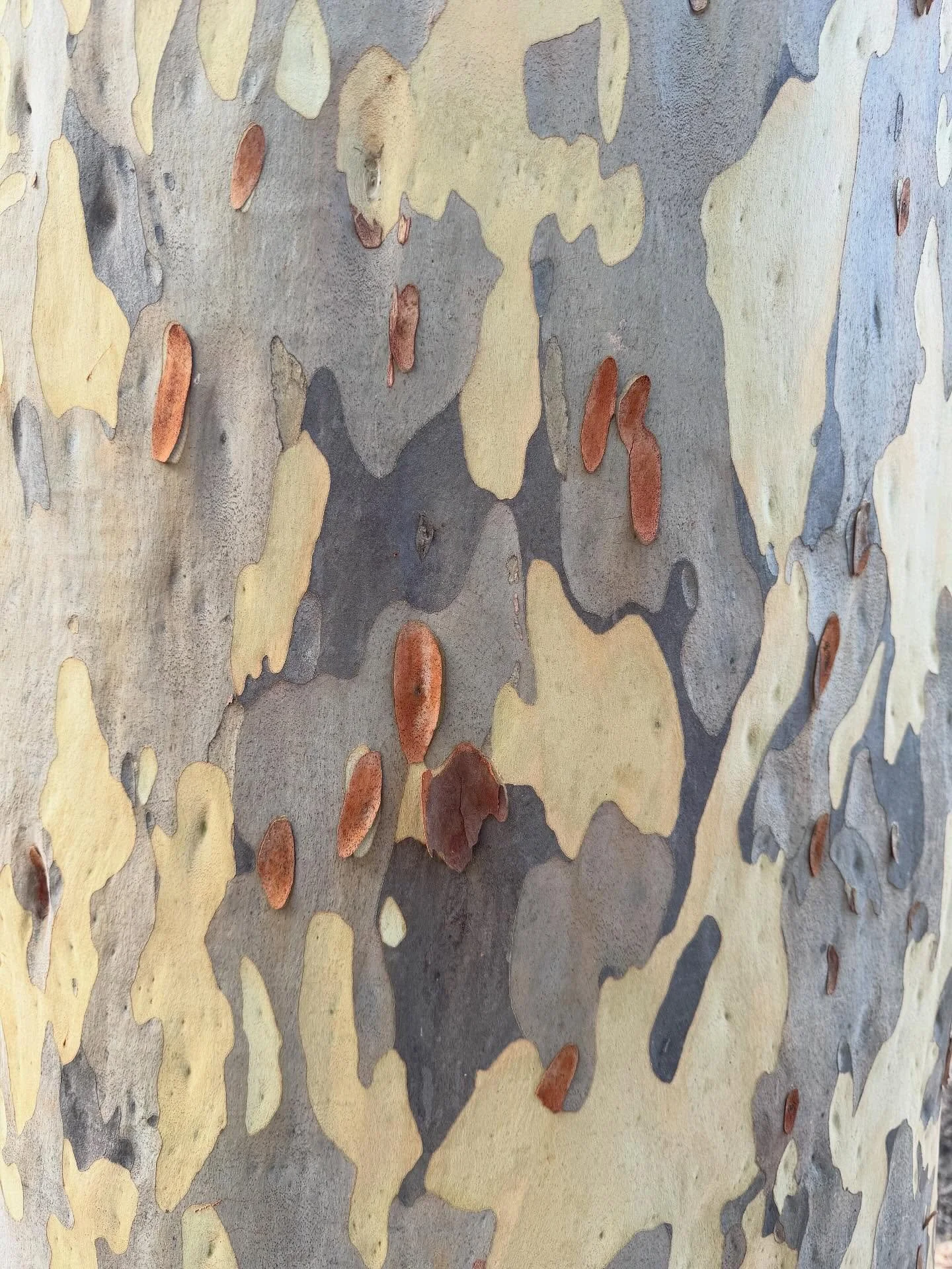 Morning walk.
#tree #bark #inspiration