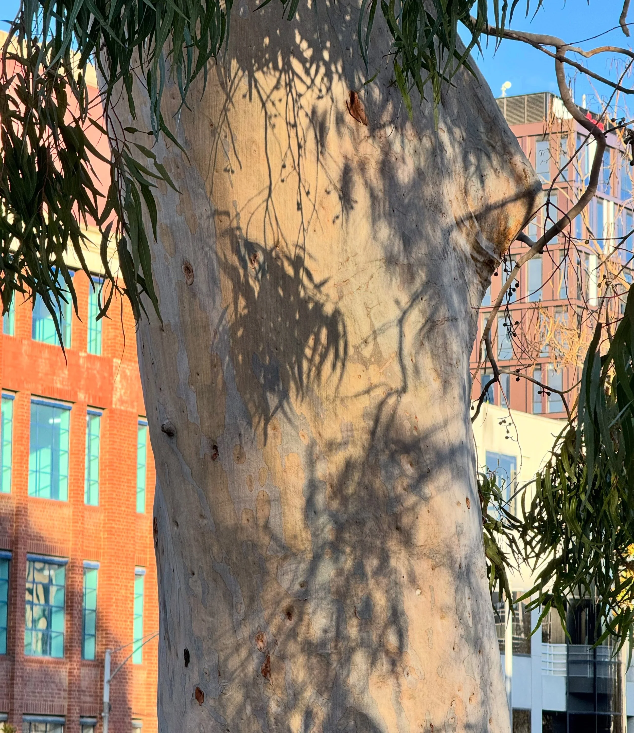 Morning walk #tree #love you