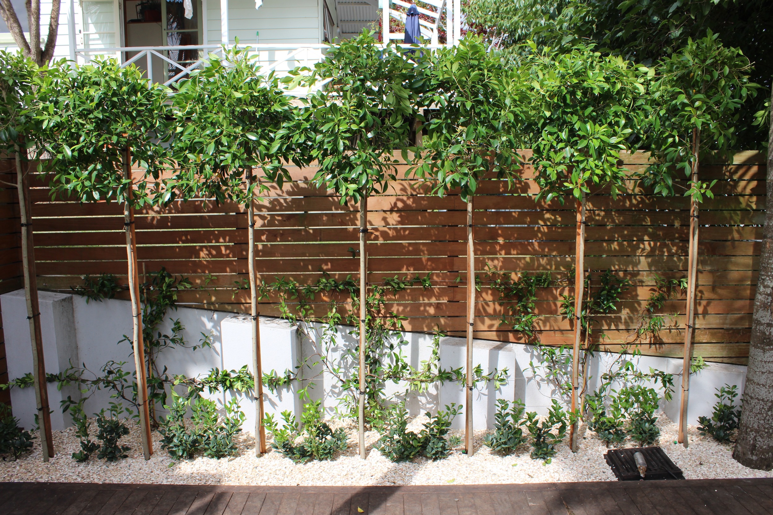  Initial planting shown at night, white light shines across white shell creating a glowing affect 