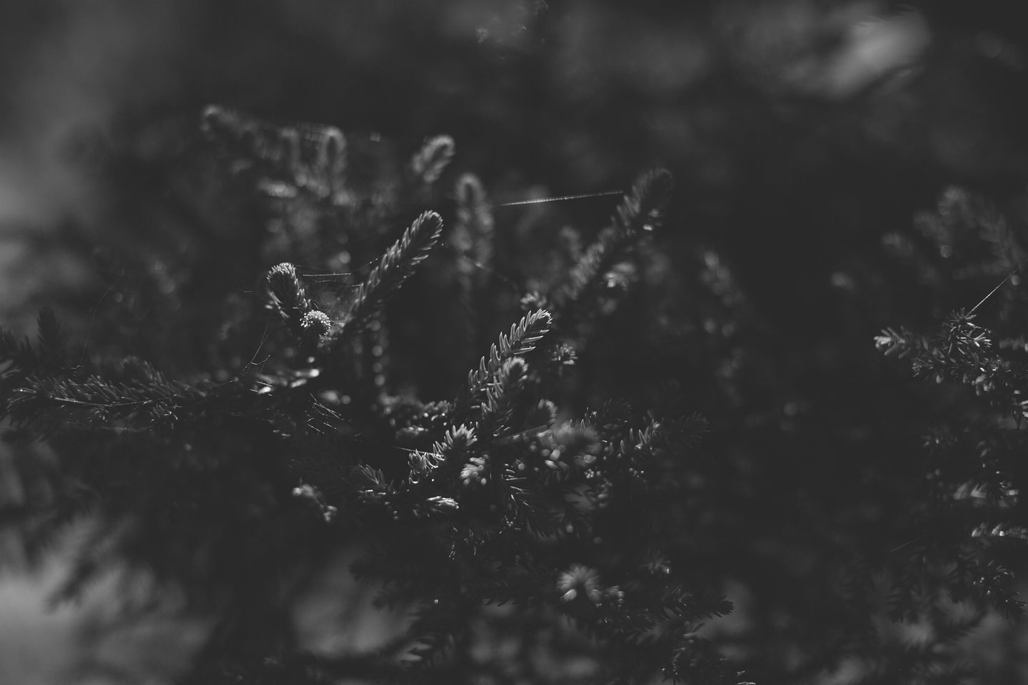 IMG_8050.jpg