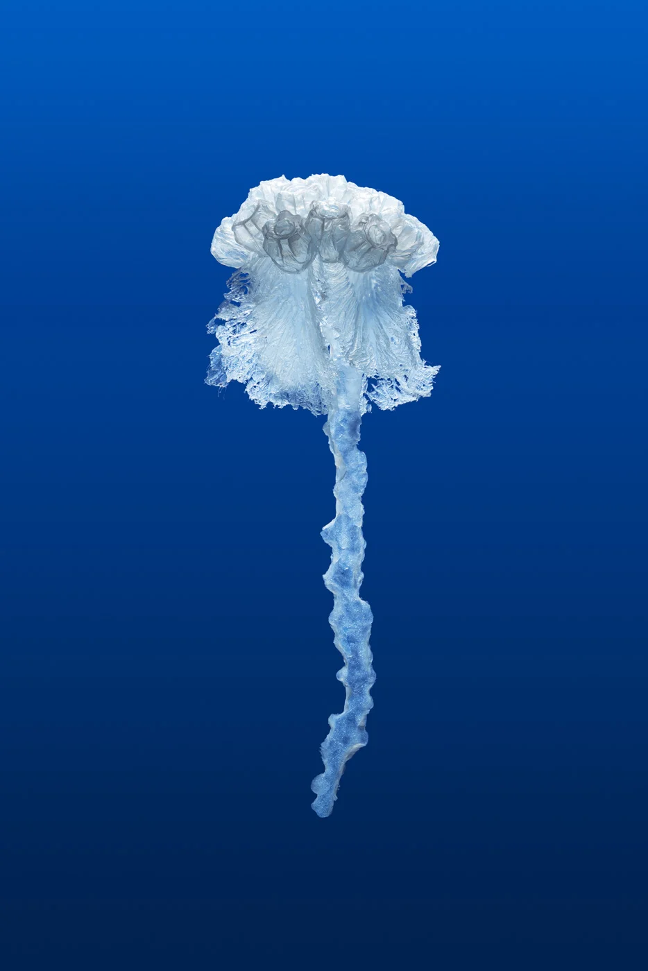 Sea-change (detail), Penelope Davis, 2017, silicone, nylon thread, plastic