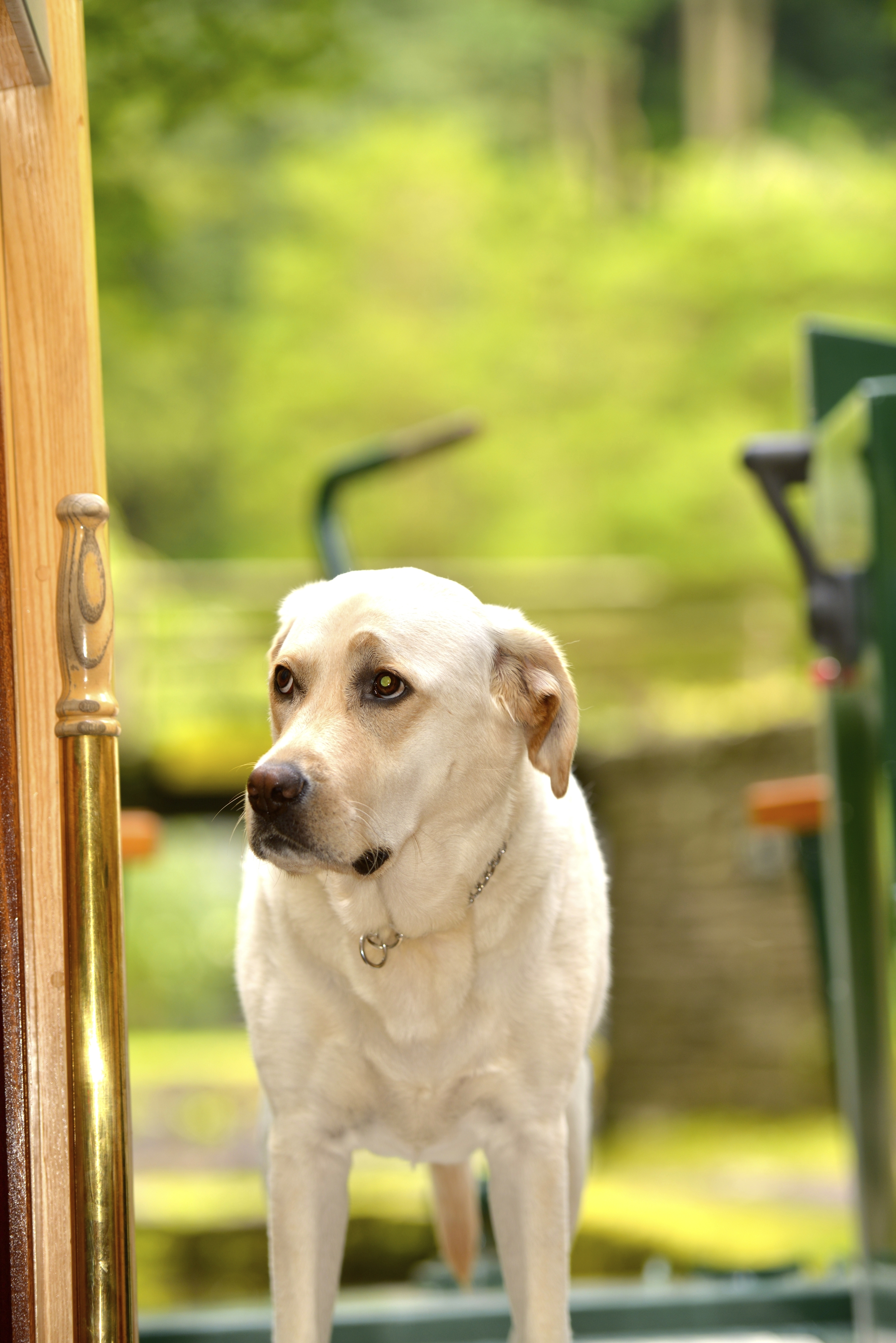 White_Mills_Marina_Dog_Friendly.jpg