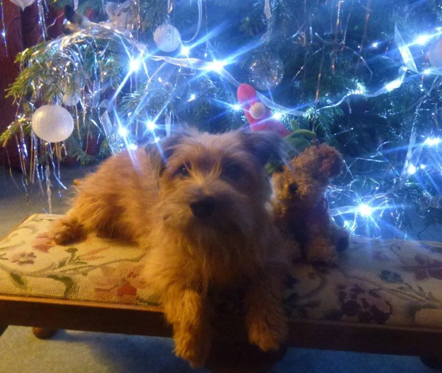 dizzy_marina_mascot_river_nene_dog