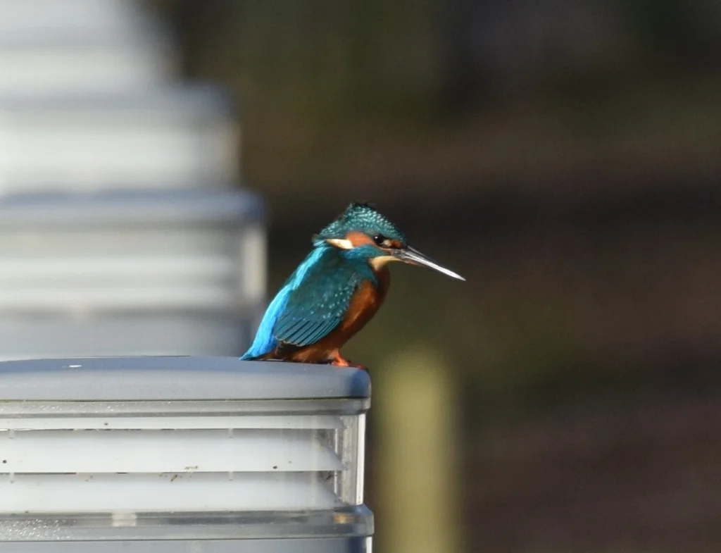 Robs King fisher.jpg