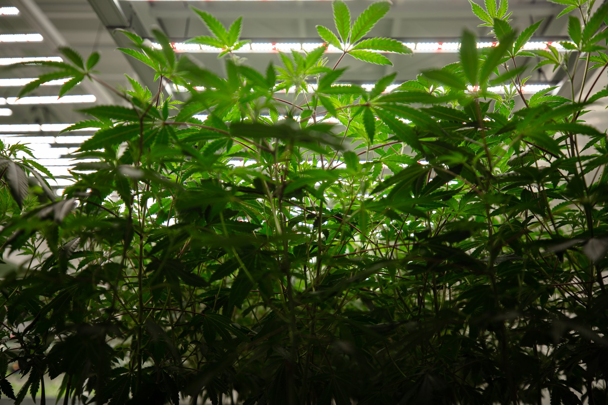 image_cannabis-grow_127.jpg