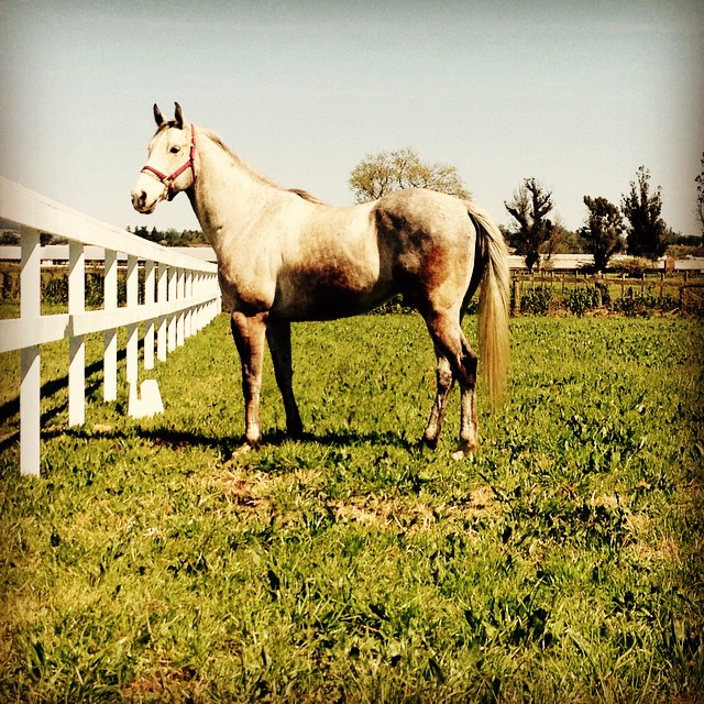 Tinsel in pasture