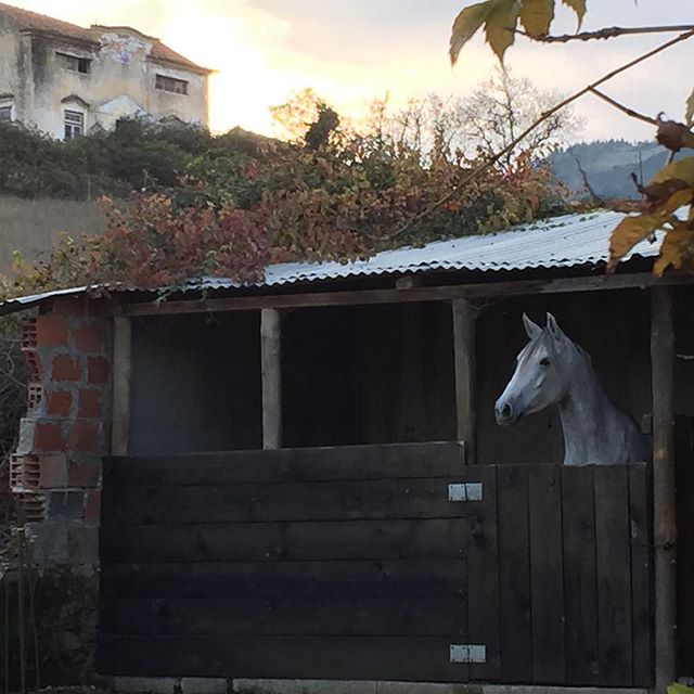Beautiful Lusitano stallion outside of lisboa