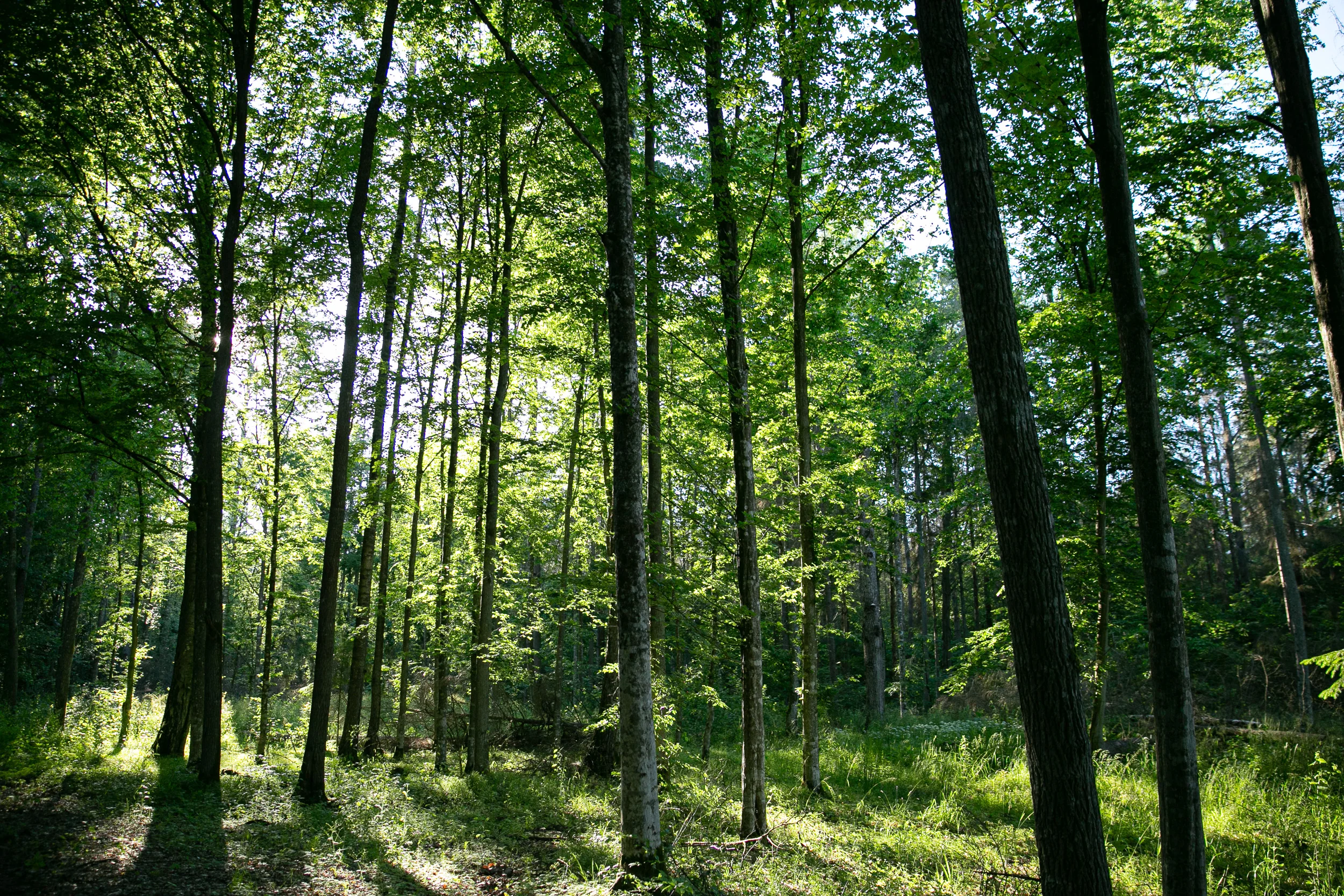 Forêt de Białowieża - Pologne
