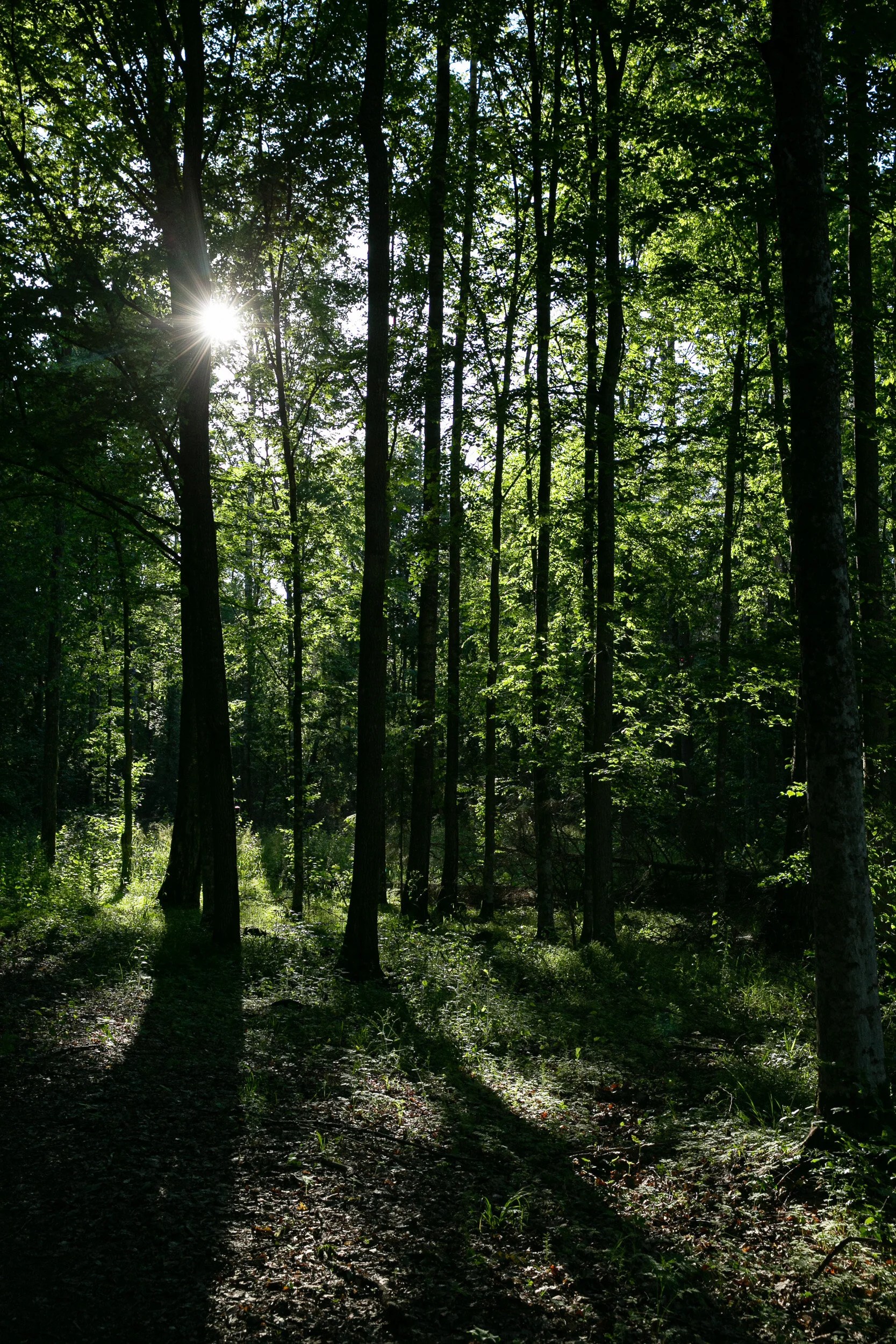 20190609-EDCARR-CAN10376.jpg