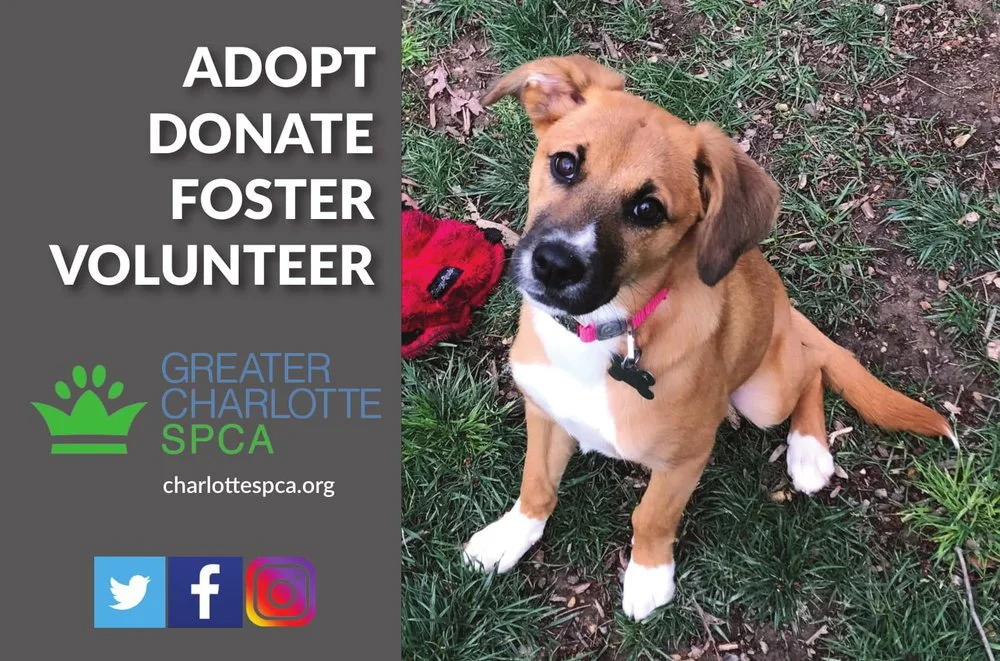SPCA Dog Adoption