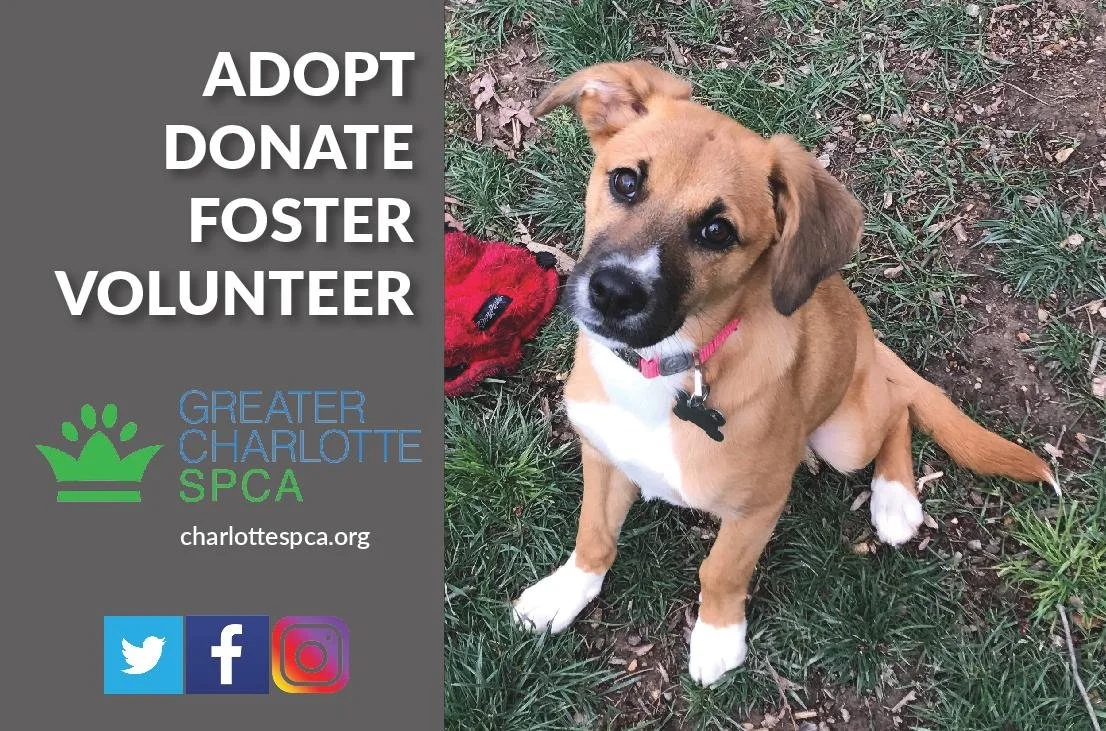 Greater Charlotte SPCA Adoption Event