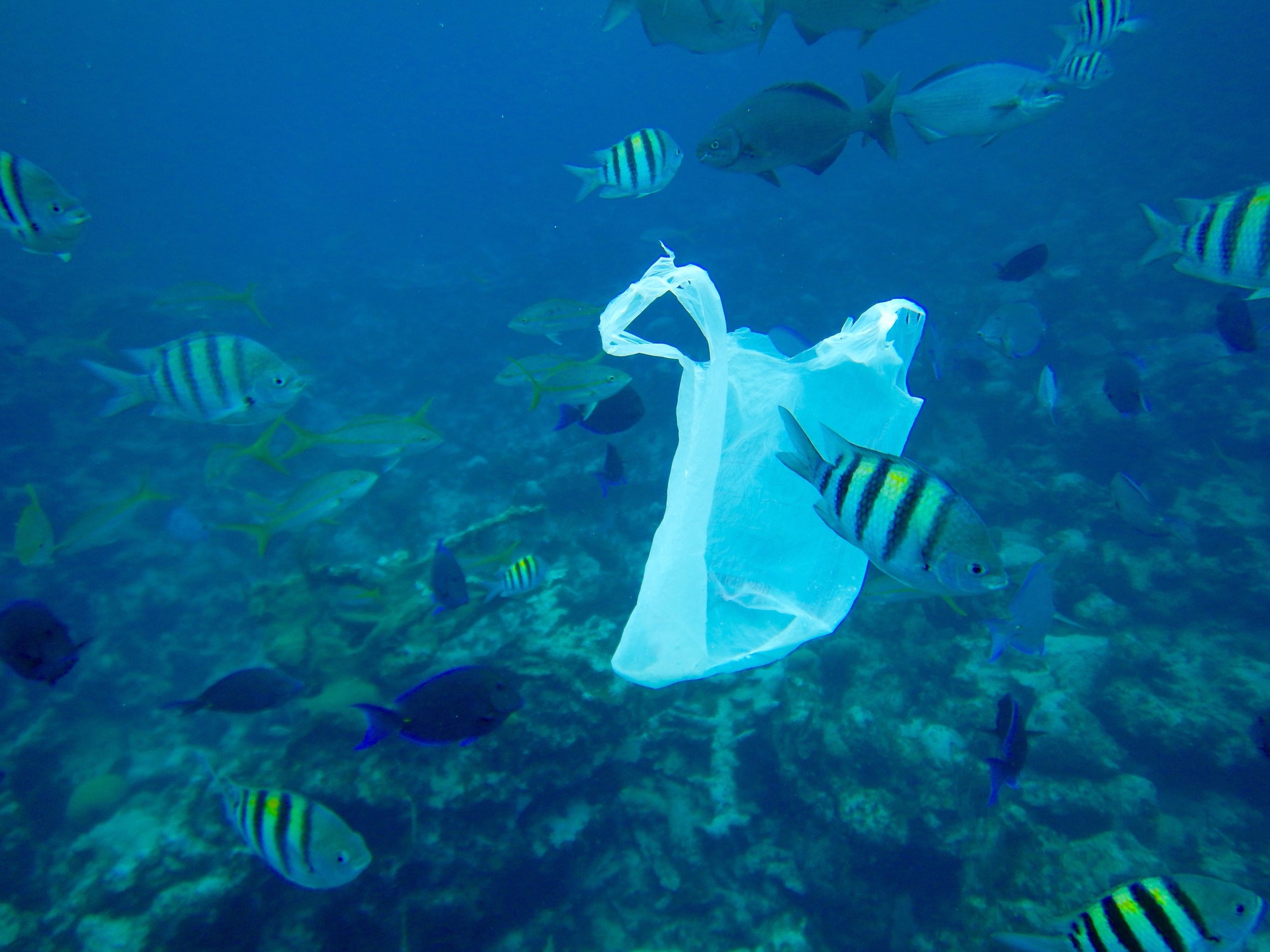 plastic bags ocean