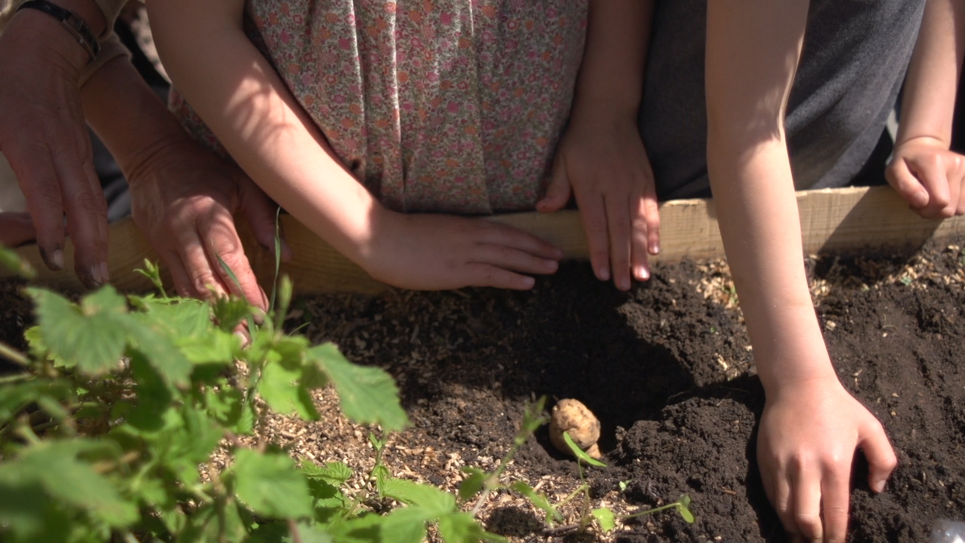 boernehænder_planter_Still007.jpg