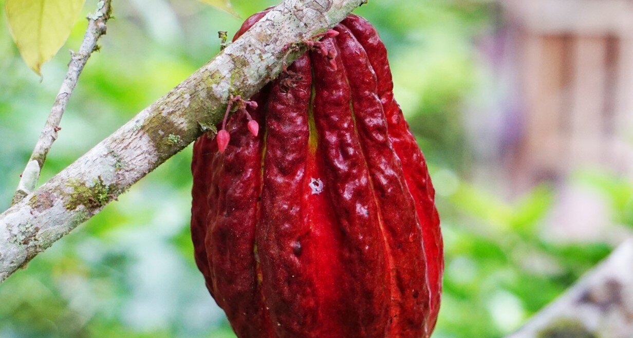 Action 4: Wonderful World of Chocolate