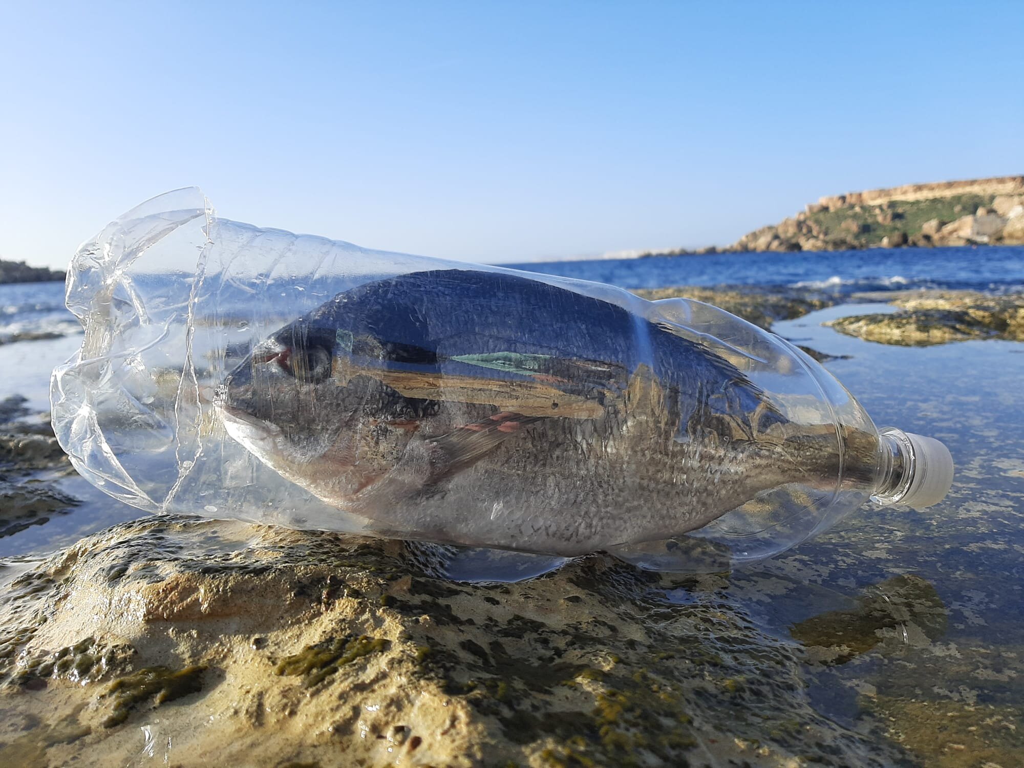 The bottled fish - DINGLI PRIMARY SCHOOL, Malta.jpeg