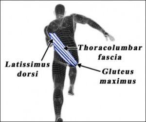 The Posterior Oblique Sling (POS) comprises of your opposite Latissimus Dorsi to Glute Max as well as the Biceps Femoris hamstring to the same side Glute (not seen in this pic).
