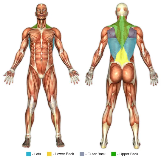 lats vs pecs pull up personal trainer Gold Coast.jpg