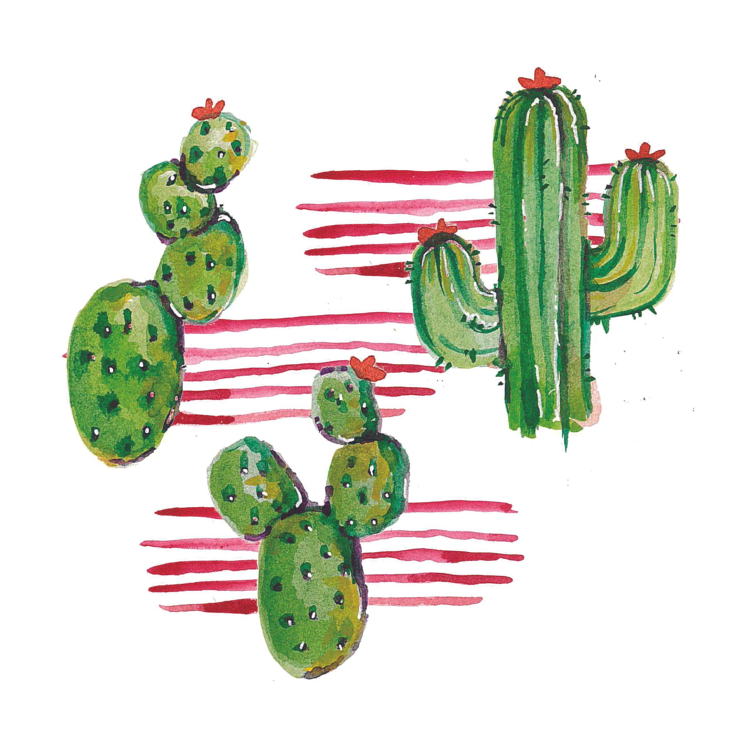 cacti-01.jpg