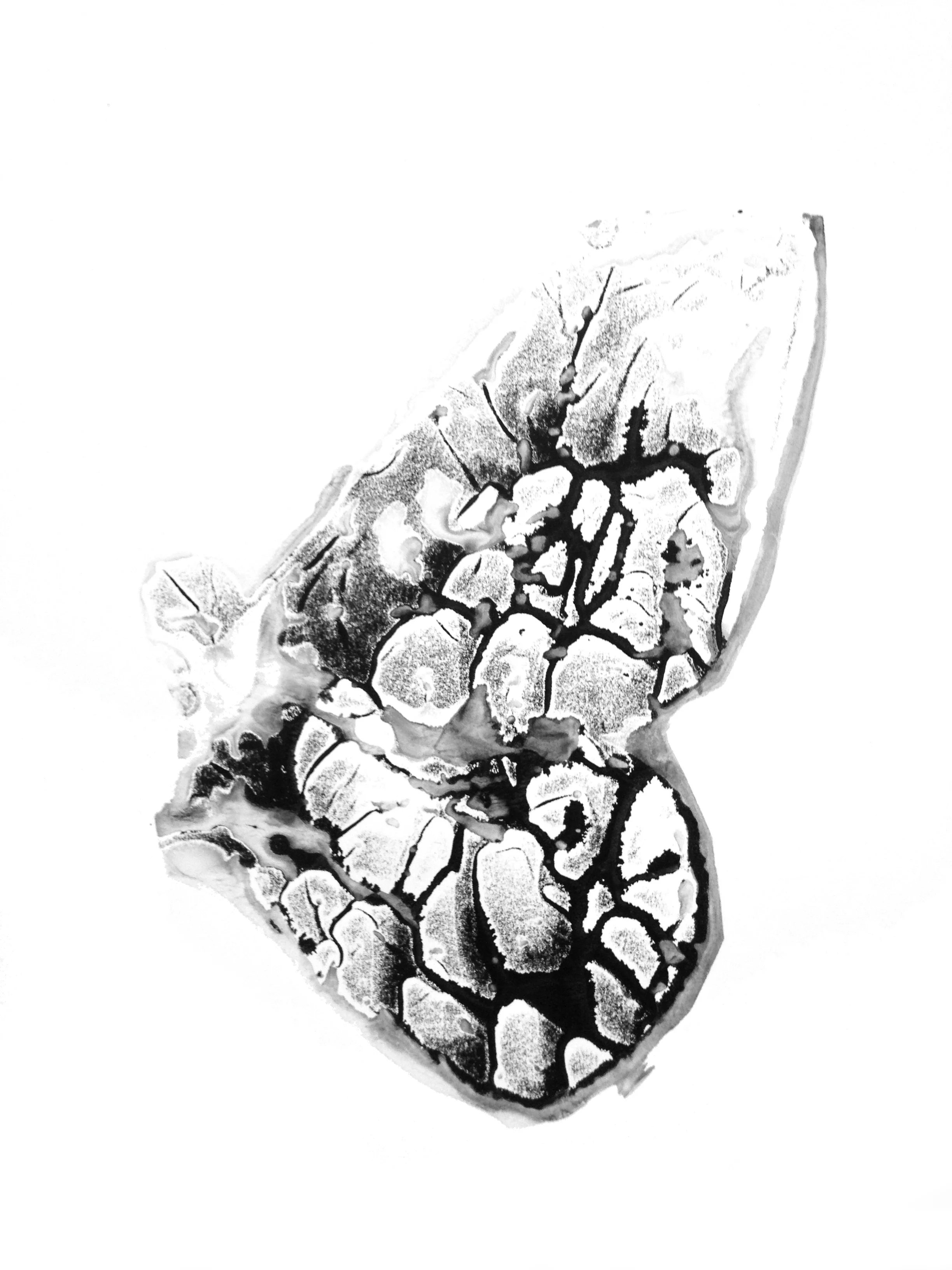  Photo: Lepidopteros Series (2013). Pigment ink and water on paper 33x57 cm 