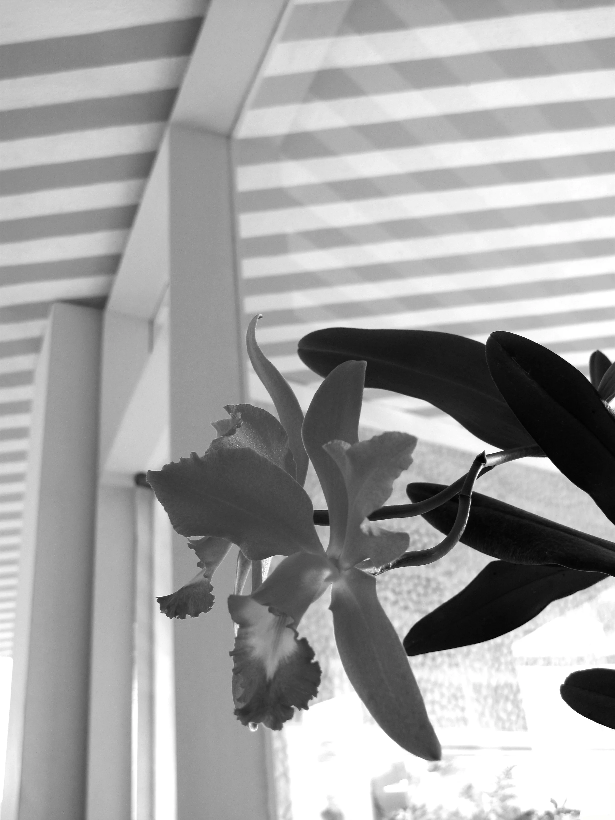  Photo: Anala series (2011). C-Print. 