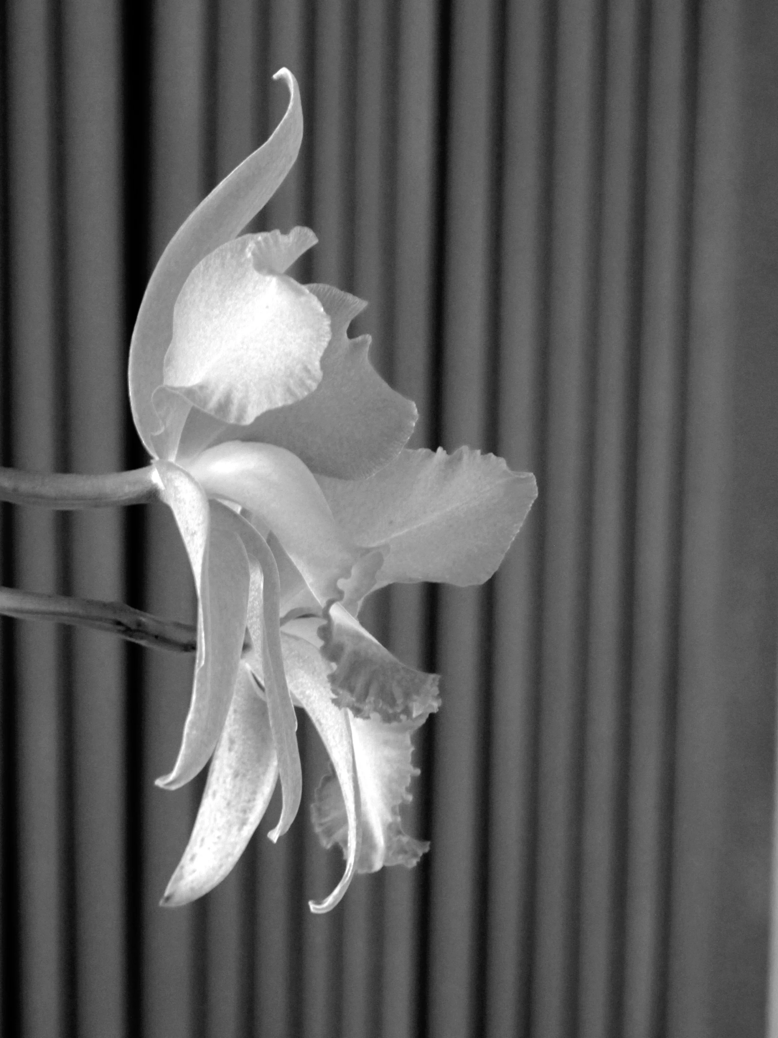 detalle orquidea 2.jpg