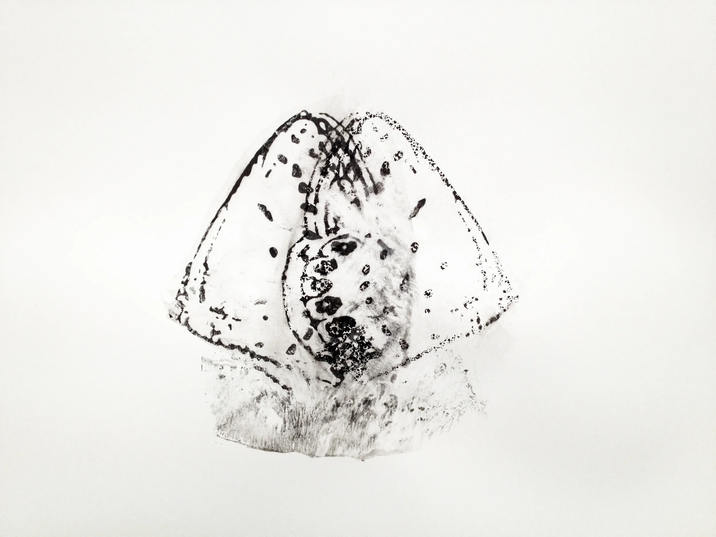 Lepidoptero series.jpg