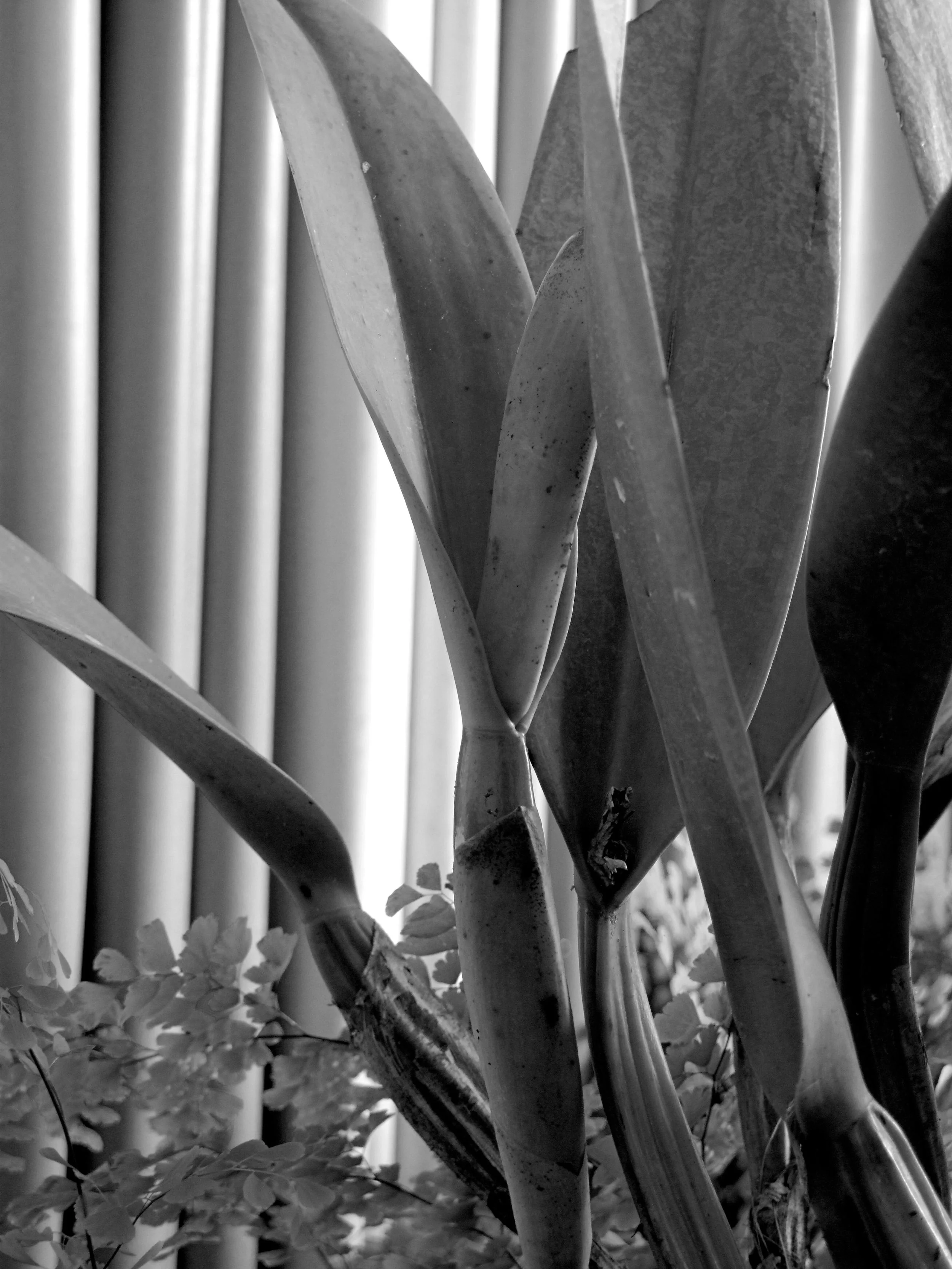 detalle-orquidea4.jpg