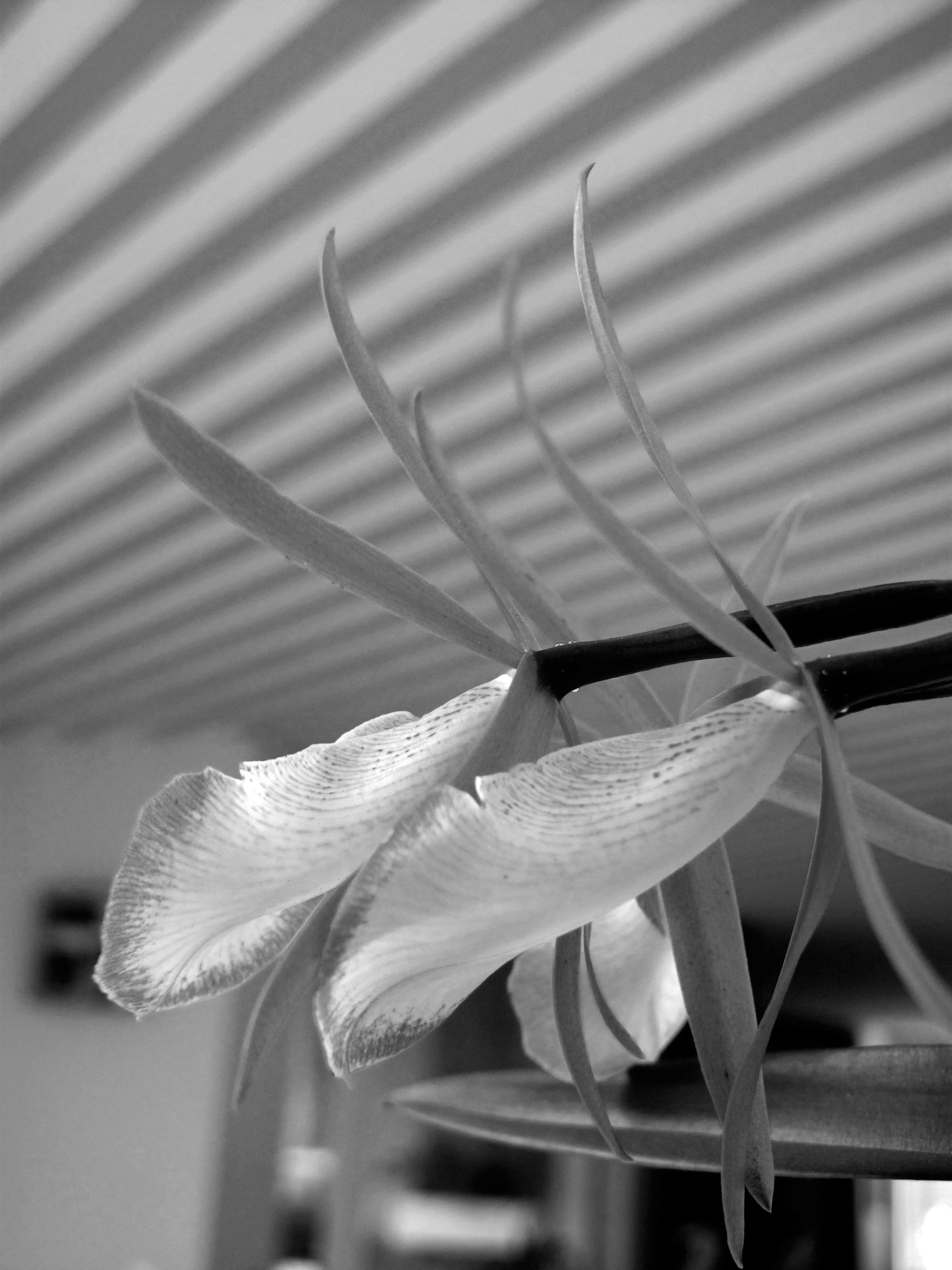 detalle-orquidea5.jpg