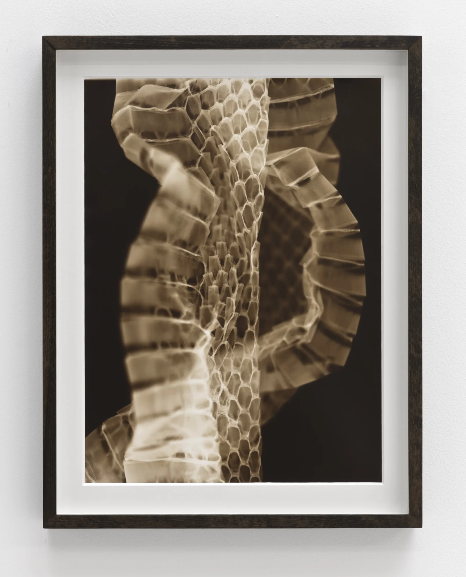   Mapanare  #2 (2018) Photogram on Ilford Fiber based Paper&nbsp; 40x30 cm 