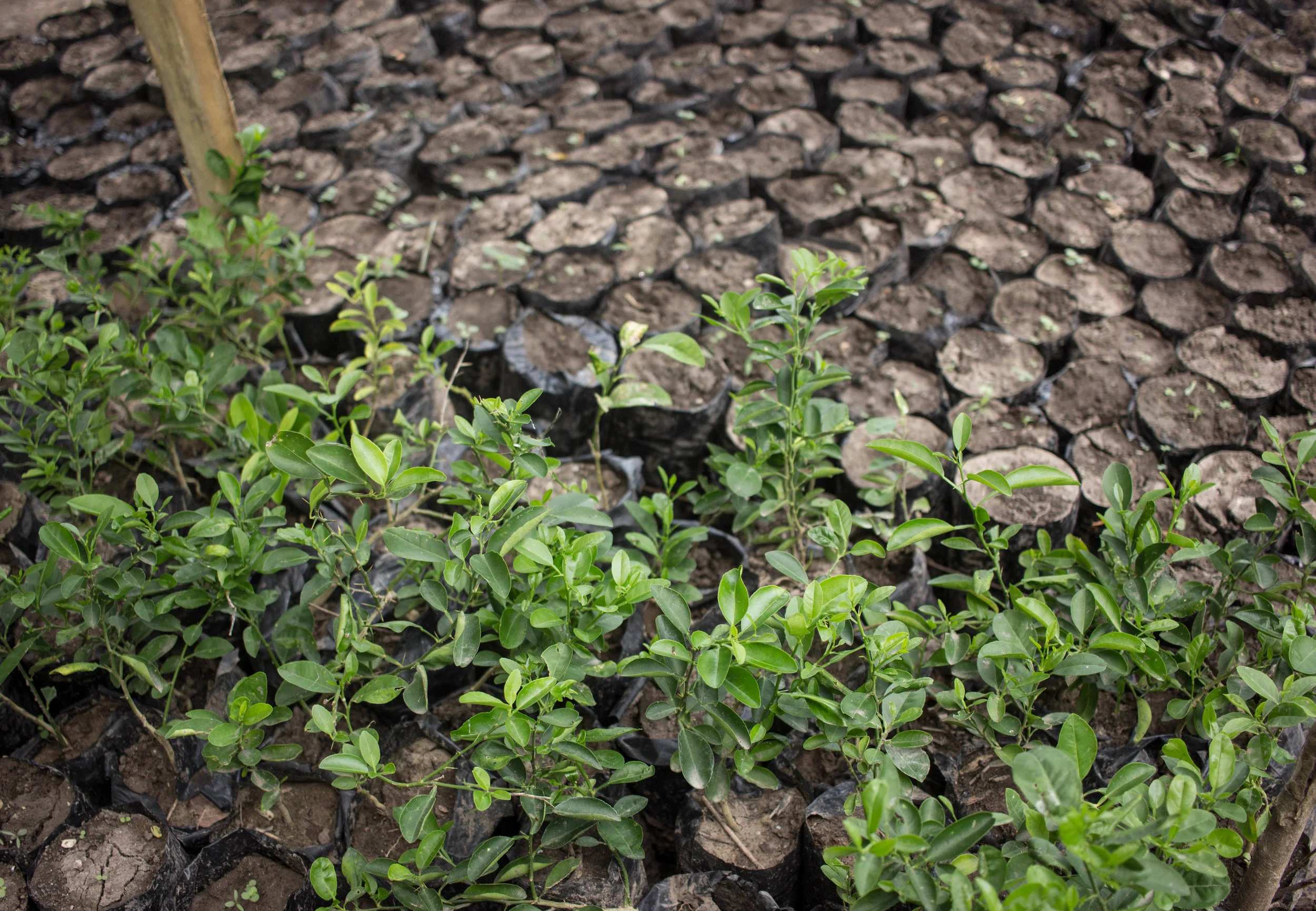 The seedlings of the new include a variety of citrus trees from lemon, lime, orange, and grapefruit