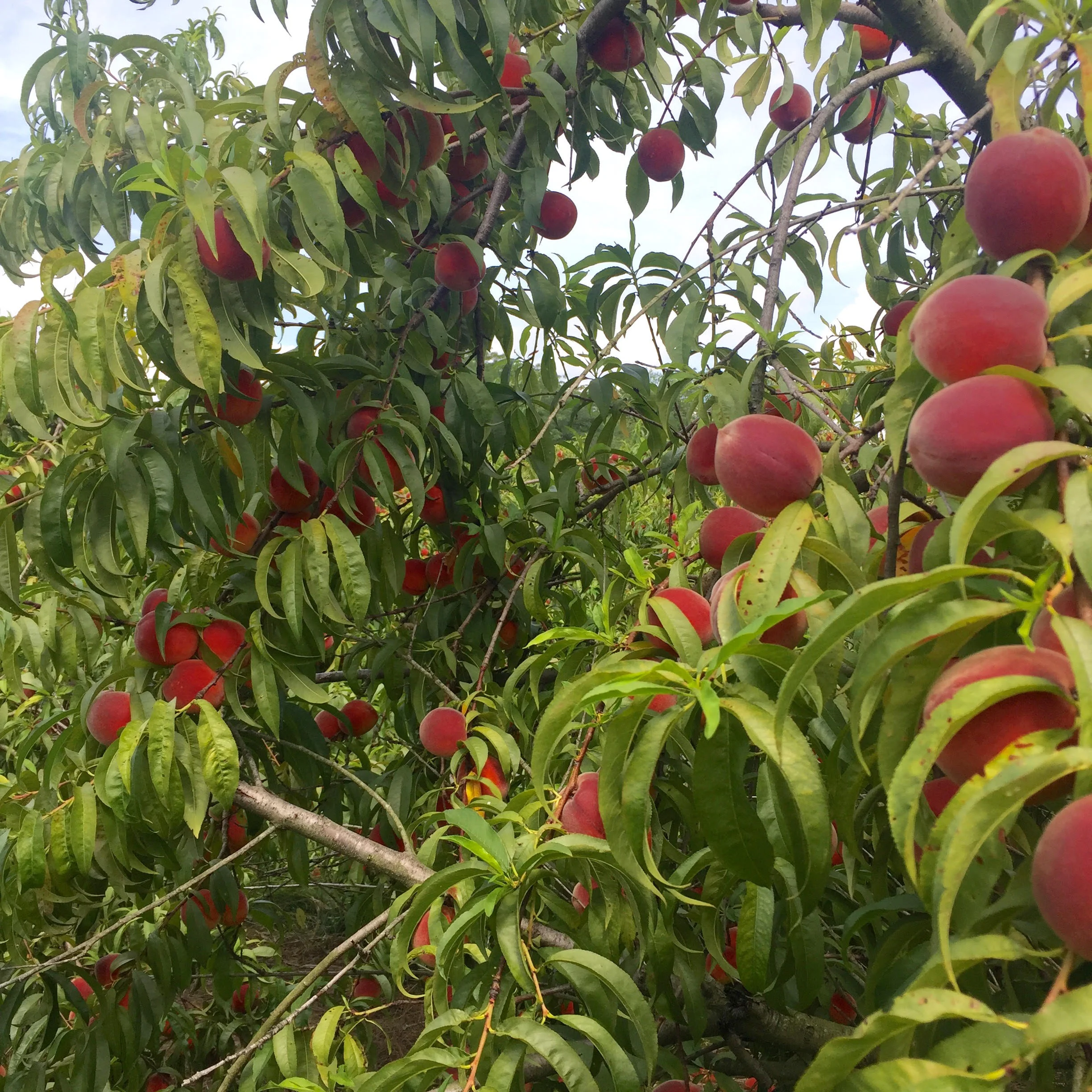 peaches.jpg