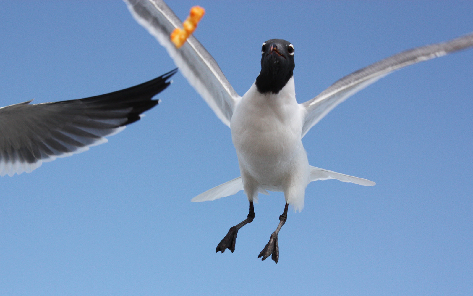 Flying for Cheetos – Savannah, Georgia