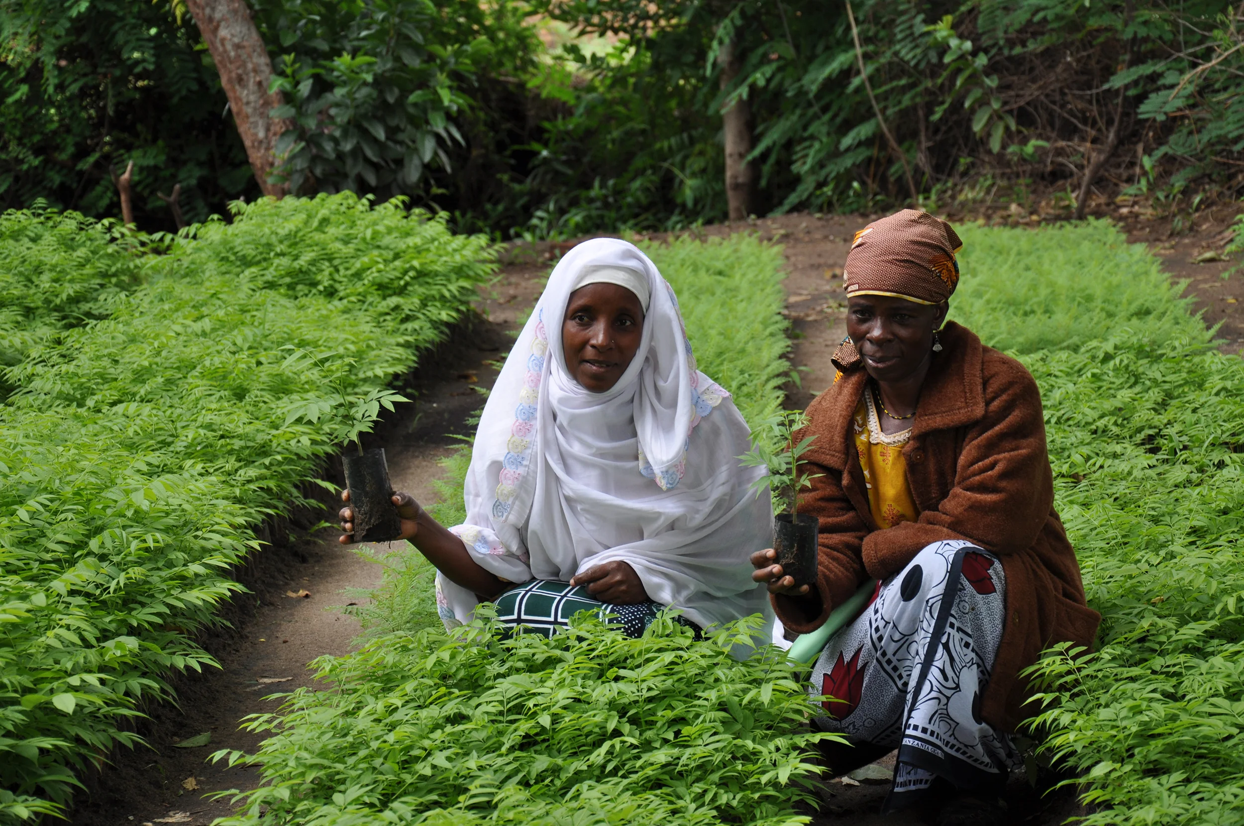 With the support of USAID/Tanzania through the Scaling Up Conservation And Livelihoods Efforts (SCALE) program, the African Wildlife Foundation has been working with communities in northern Tanzania - around the Kolo Hills - to reverse trends in deforestation and forest degradation. This work involves supporting women's groups as they grow native trees from seedlings and distribute them area-wide for planting. Photo credit: African Wildlife Foundation