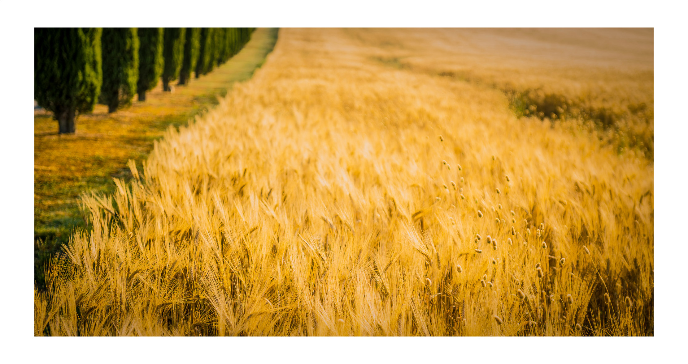 Sunkissed @ val d'Orcia valley, Tuscany