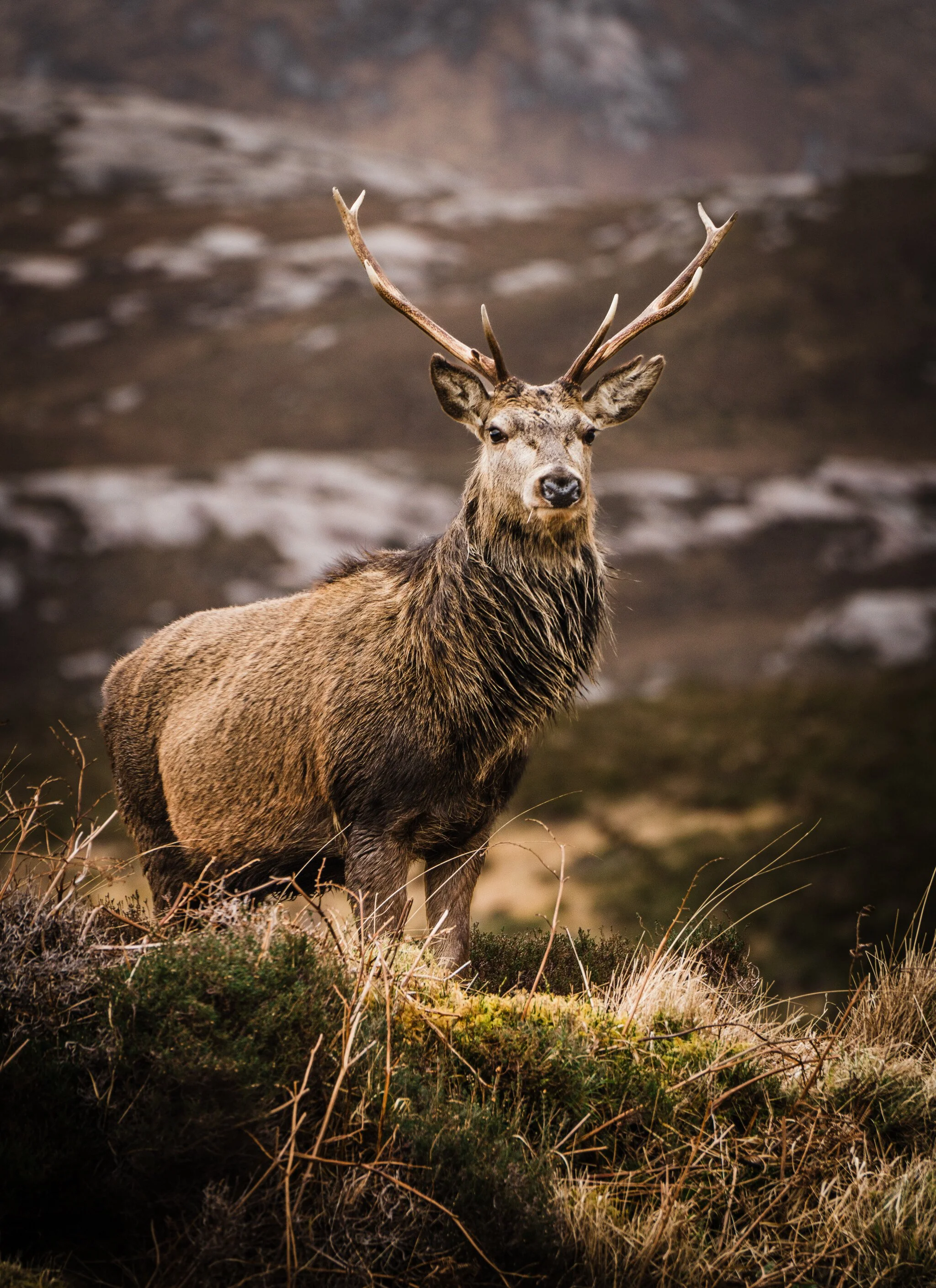 _7R57558White Frame.jpg