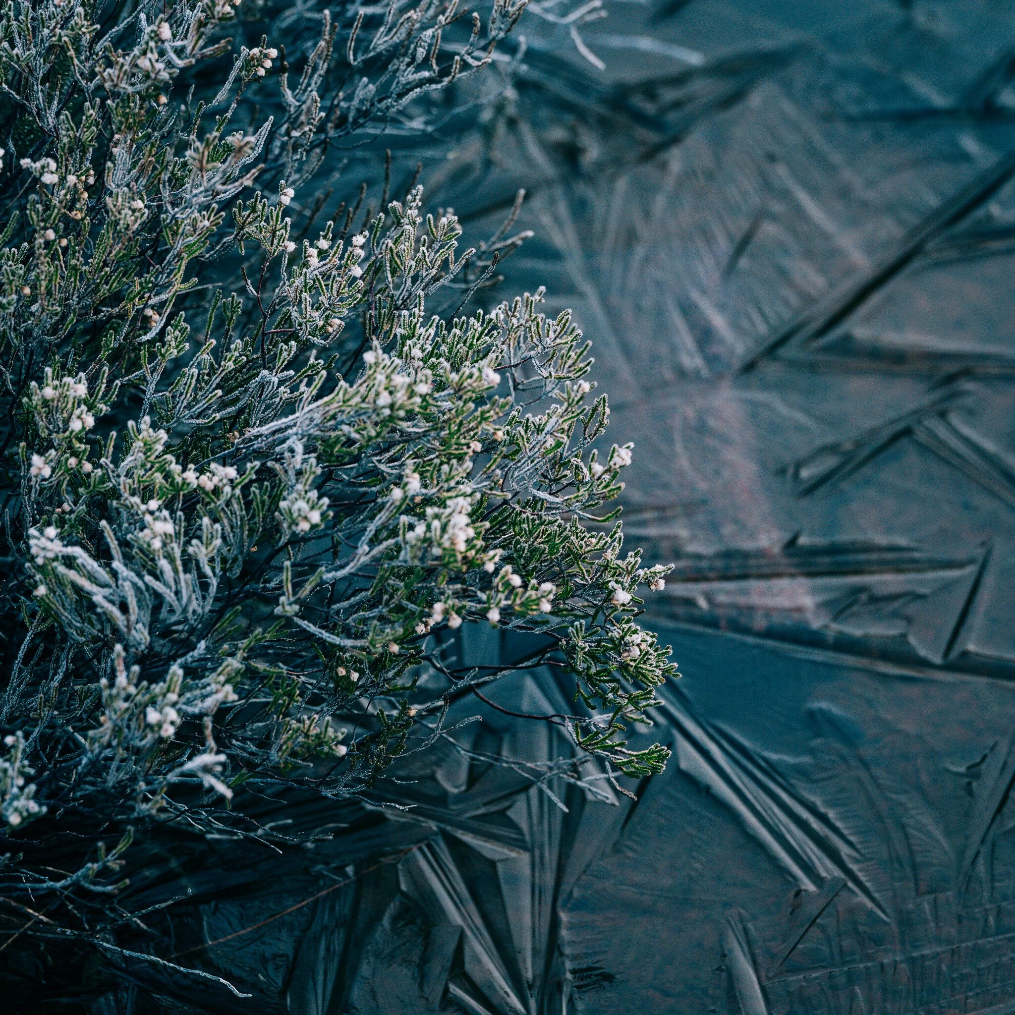 _7R58324White Frame.jpg