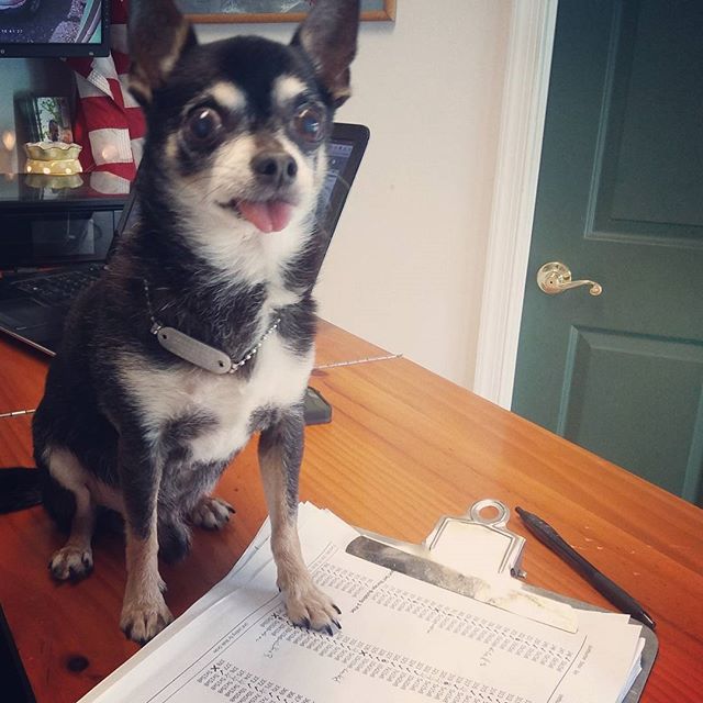 Taking care of business. Weekly lock check: Done. #workdog