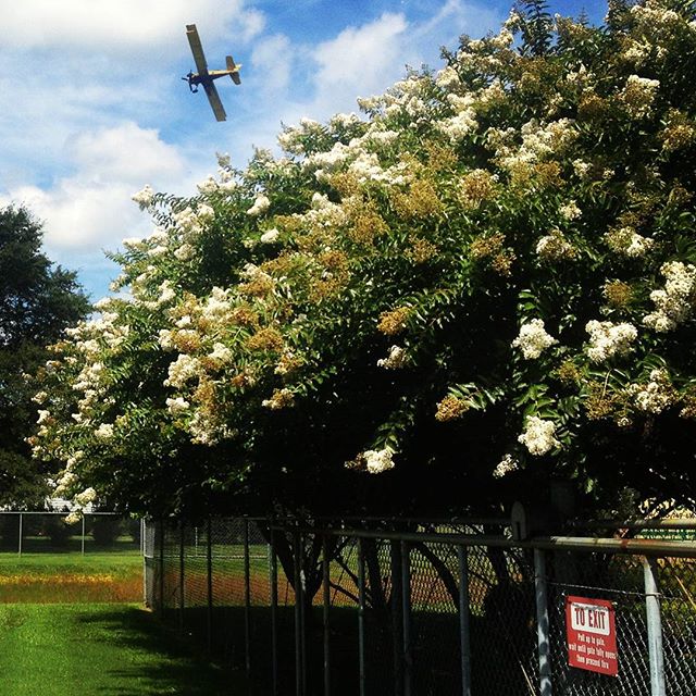 Our crape mrytles are almost in full bloom.