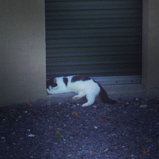Bailey is keeping cool on the concrete in the shade today. If you find him camped out at your unit just swing by the office & I'll move him.