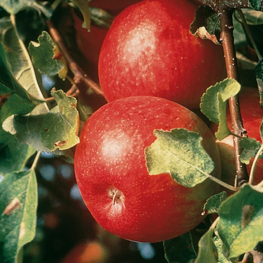 Cortland apples growing on a tree branch with green leaves